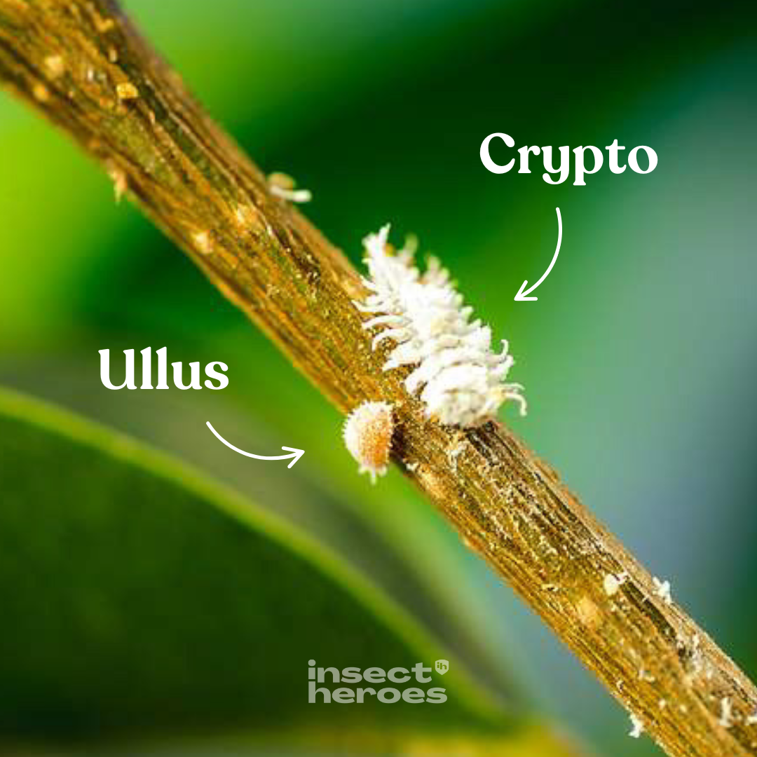 Crypto - mot ullöss