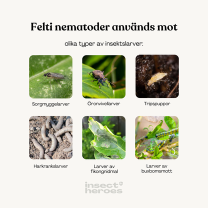 Felti – mot öronvivlar