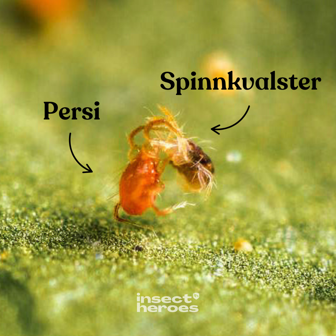 Persi – mot spinnkvalster