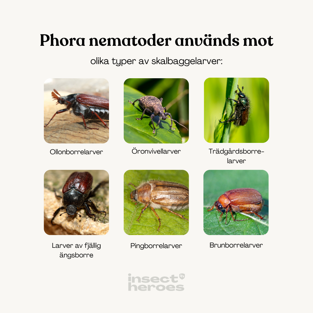Phora – mot skalbaggelarver