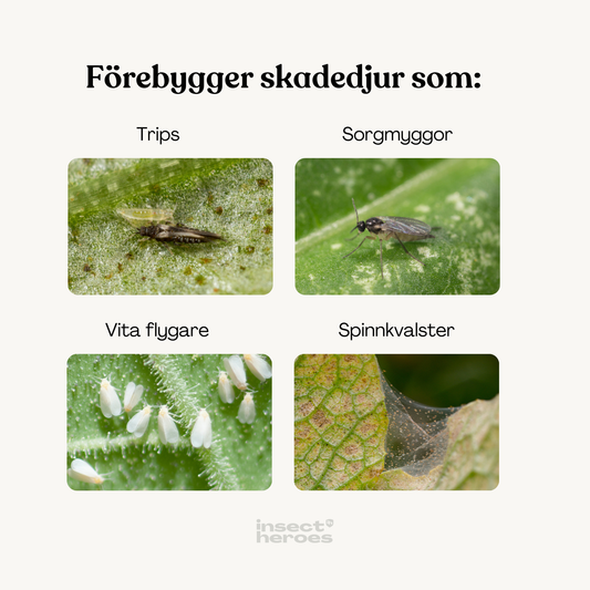 Protect Jungle Deal – förebygg skadedjur