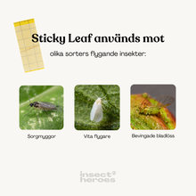 Sticky Leaf Gul Large – mot sorgmyggor
